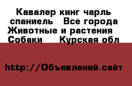 Кавалер кинг чарль спаниель - Все города Животные и растения » Собаки   . Курская обл.